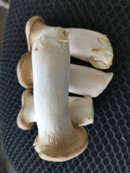 Pleurotus Eryngii Edible King Trumpet Mushrooms — Stockfoto