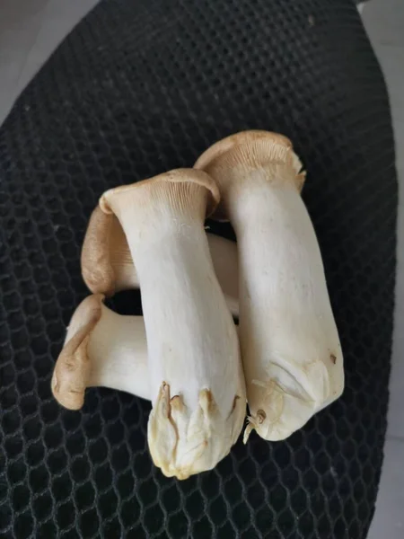 Pleurotus Eryngii Edible King Trumpet Mushrooms — Fotografia de Stock