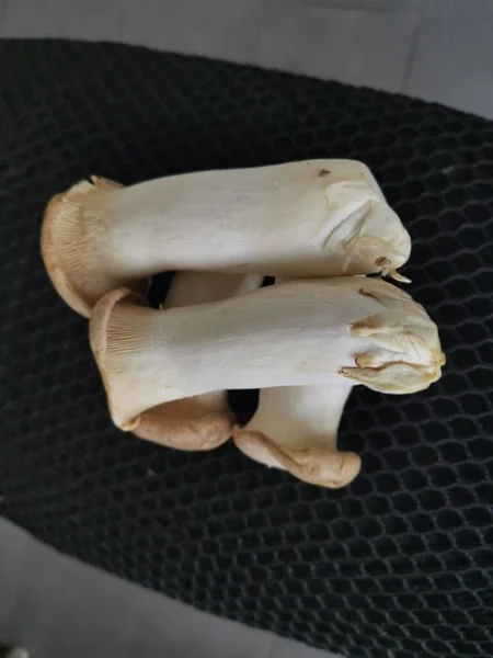Pleurotus Eryngii Edible King Trumpet Mushrooms — Fotografia de Stock