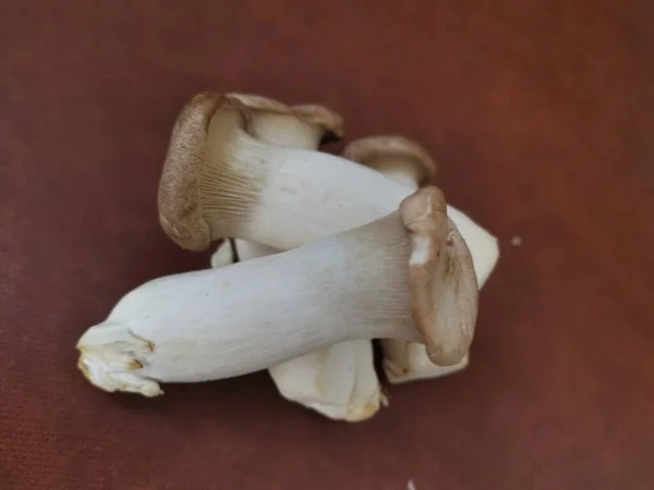 Pleurotus Eryngii Edible King Trumpet Mushrooms — Stock Photo, Image