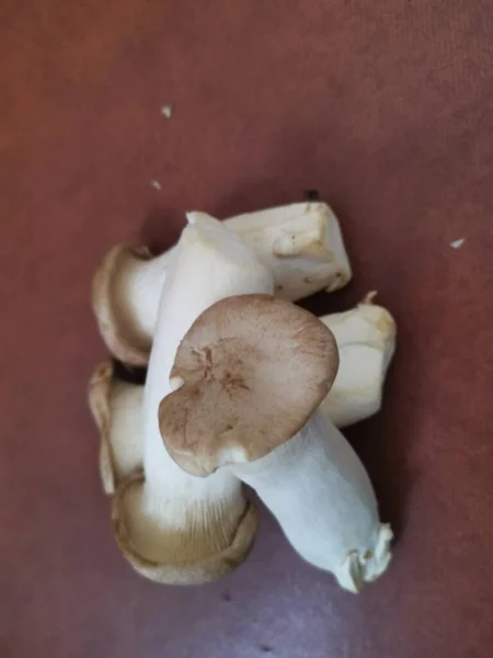 Pleurotus Eryngii Edible King Trumpet Mushrooms — Stockfoto