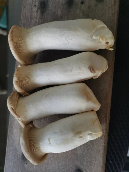 Pleurotus Eryngii Edible King Trumpet Mushrooms — Foto Stock