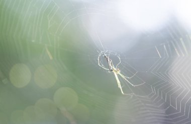 Çayırdaki örümcek ağı manzarası