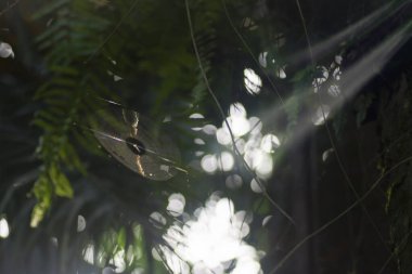 Çayırdaki örümcek ağı manzarası