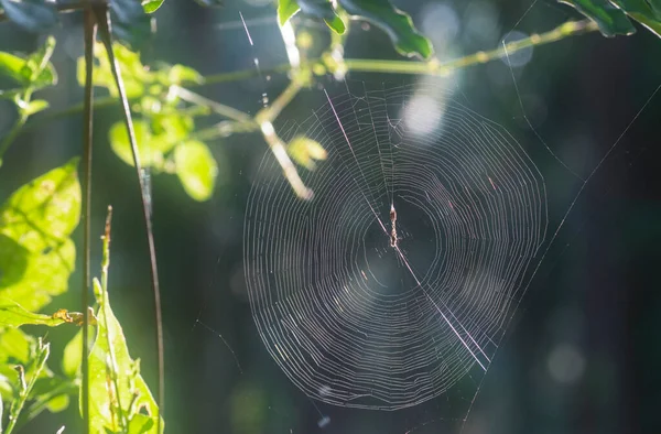 草甸上的蜘蛛网风景 — 图库照片
