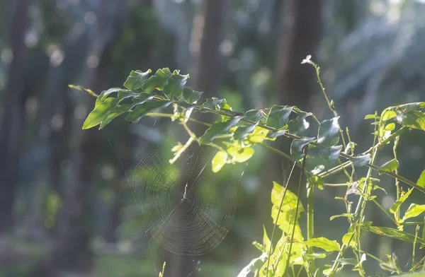 Spidery Cobweb Scenery Meadow — Foto Stock