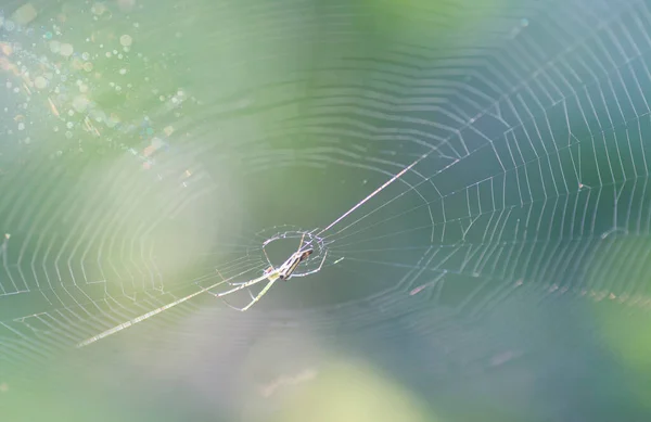 Spidery Cobweb Scenery Meadow — 图库照片