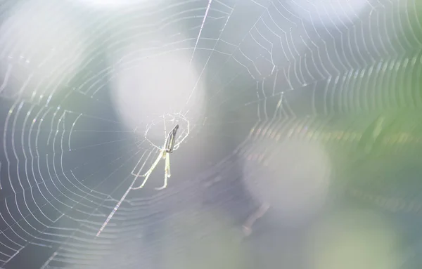 牧草地に広がる蜘蛛の巣の風景 — ストック写真