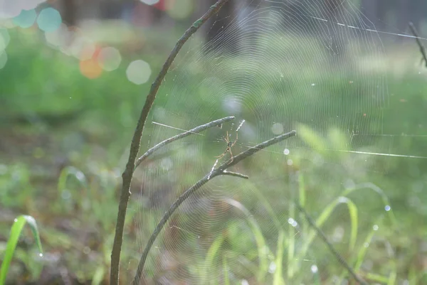 Spidery Cobweb Scenery Meadow — Stockfoto
