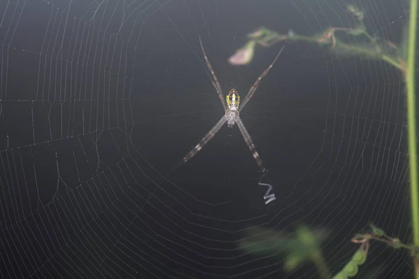 Spidery Cobweb Scenery Meadow — Stockfoto