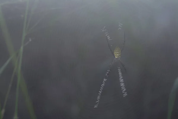 Spidery Cobweb Scenery Meadow — Stockfoto