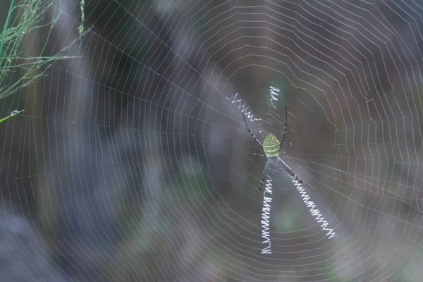牧草地に広がる蜘蛛の巣の風景 — ストック写真