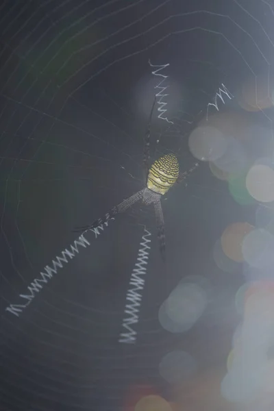 Păianjen Cobweb Peisaj Pajiște — Fotografie, imagine de stoc