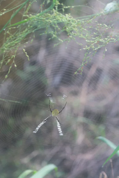 牧草地に広がる蜘蛛の巣の風景 — ストック写真