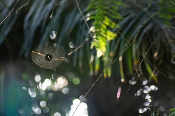 牧草地に広がる蜘蛛の巣の風景 — ストック写真