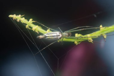 Minik uzun çeneli örümceğin parlak bir arka planı var..