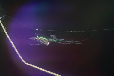 Minik uzun çeneli örümceğin parlak bir arka planı var..