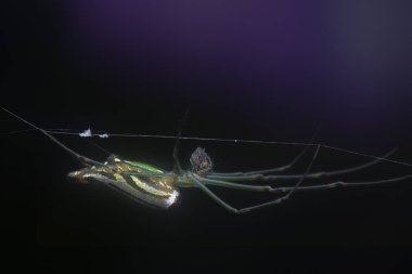 Minik uzun çeneli örümceğin parlak bir arka planı var..