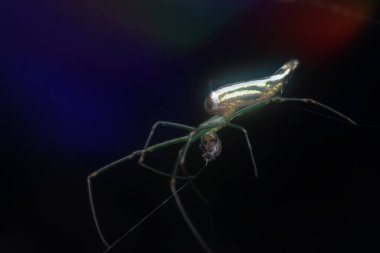 Minik uzun çeneli örümceğin parlak bir arka planı var..