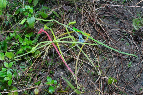 Thrown Away Nylon Grass Trimmer Line — Stock Photo, Image
