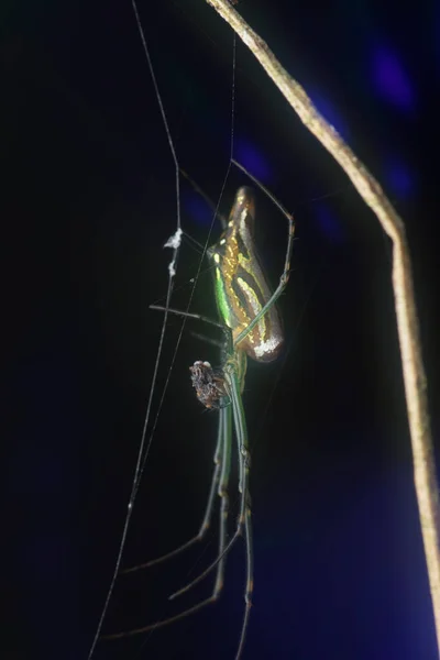 Tiny Long Jawed Orbweaver Spider Flaring Background — Stock Photo, Image