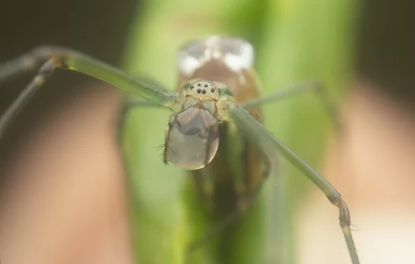 Tiny Long Jawed Orbweaver Spider Waterdrop Mouth — Stockfoto