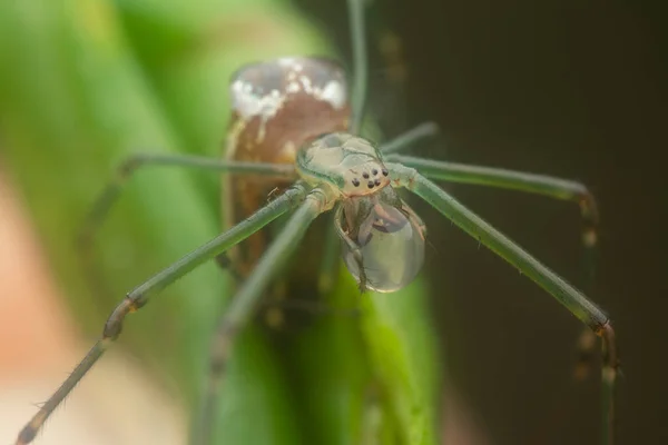 Drobný Pavouk Dlouhými Čelistmi Kapkou Vody Tlamu — Stock fotografie