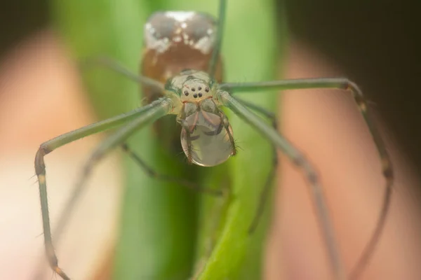 Diminuta Araña Tejedora Mandíbulas Largas Con Gota Agua Boca —  Fotos de Stock