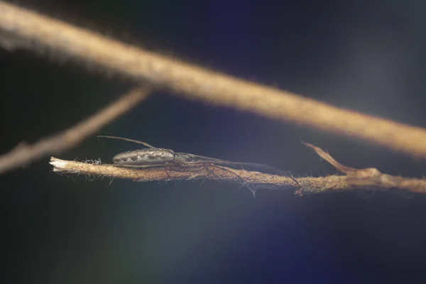 Maleńki Pająk Długimi Szczękami Orbweaver Rozżarzonym Tłem — Zdjęcie stockowe