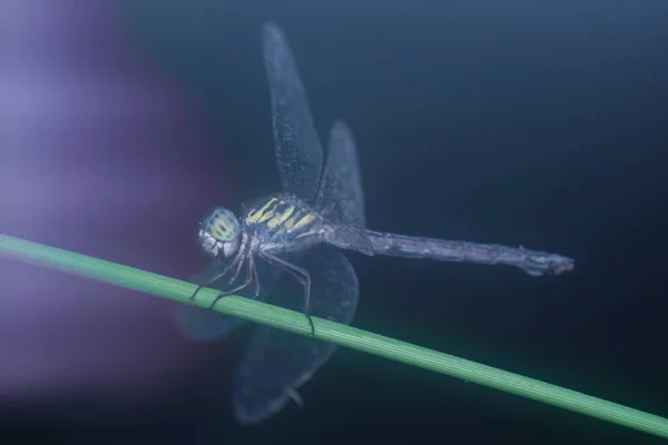 Libellule Perchée Sur Une Branche Avec Fond Brûlant — Photo