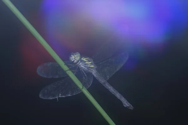 Libellule Perchée Sur Une Branche Avec Fond Brûlant — Photo