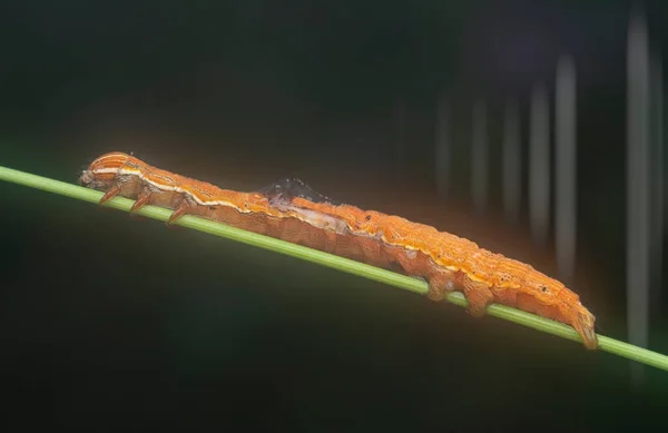 Orange Colored Semilooper Thysanoplusia Orichalcea Noctuidae Caterpillar — Stock Fotó