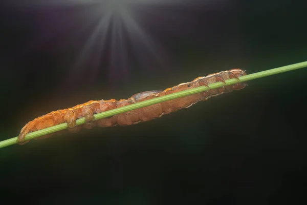 Orange Colored Semilooper Thysanoplusia Orichalcea Noctuidae Caterpillar —  Fotos de Stock