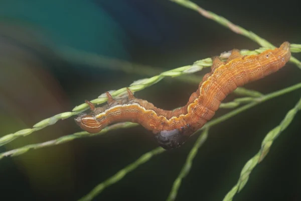 Orange Colored Semilooper Thysanoplusia Orichalcea Noctuidae Caterpillar — Fotografia de Stock