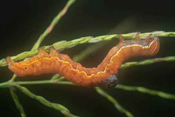 Orange Colored Semilooper Thysanoplusia Orichalcea Noctuidae Caterpillar — Foto de Stock