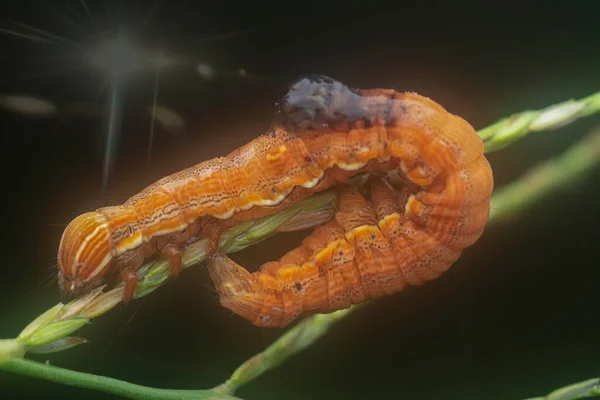 Orange Colored Semilooper Thysanoplusia Orichalcea Noctuidae Caterpillar — Zdjęcie stockowe