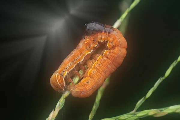 Orange Colored Semilooper Thysanoplusia Orichalcea Noctuidae Caterpillar — Fotografia de Stock