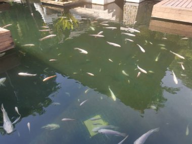 shoal of reared japanese koi fishes