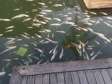 shoal of reared japanese koi fishes
