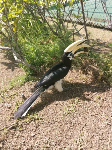 Image Oriental Pied Hornbill — стокове фото