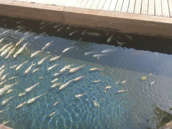 Shoal Reared Japanese Koi Fishes —  Fotos de Stock