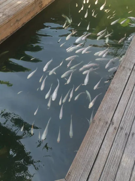 Shoal Reared Japanese Koi Fishes —  Fotos de Stock
