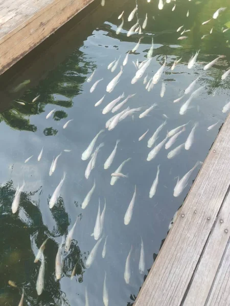 Shoal Reared Japanese Koi Fishes — Foto de Stock