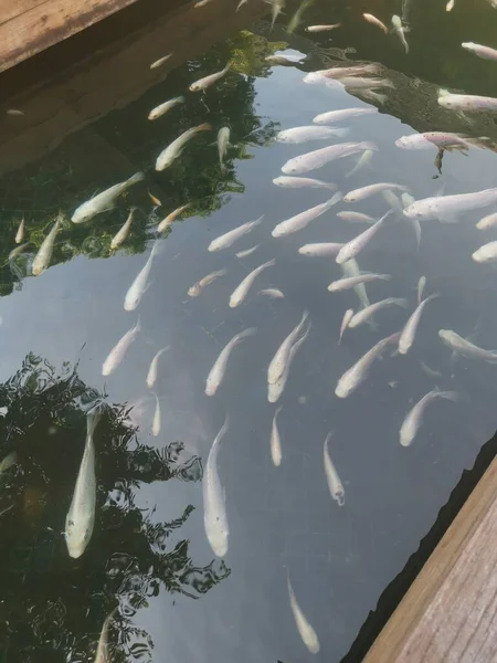 Shoal Reared Japanese Koi Fishes — 图库照片