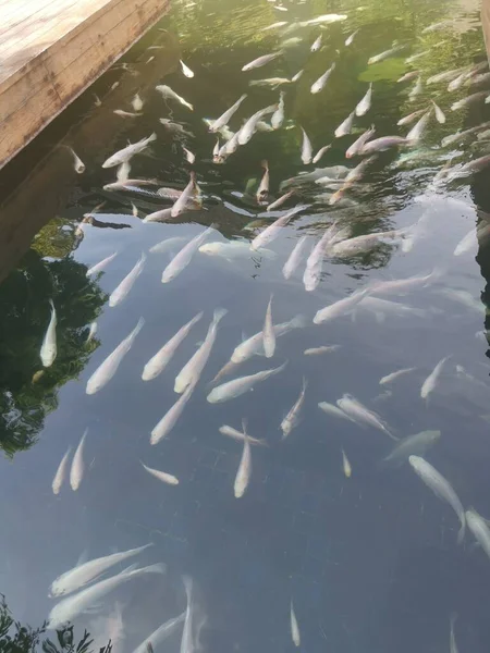 Sekumpulan Ikan Koi Jepang Yang Dipelihara — Stok Foto