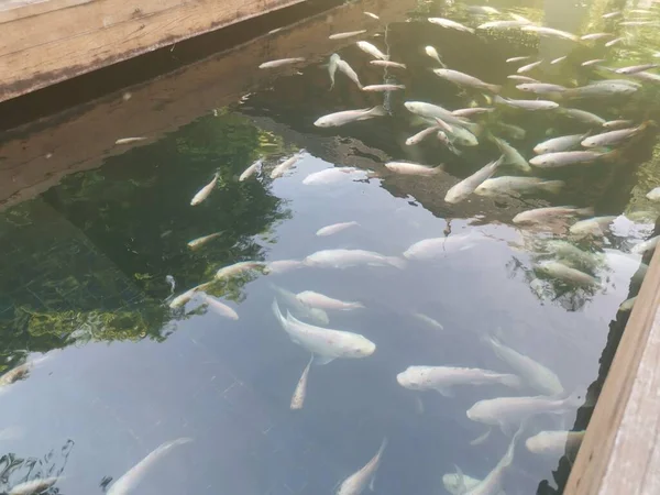 Shoal Reared Japanese Koi Fishes — Stockfoto