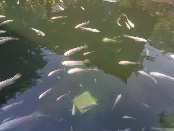 Shoal Reared Japanese Koi Fishes — Stockfoto