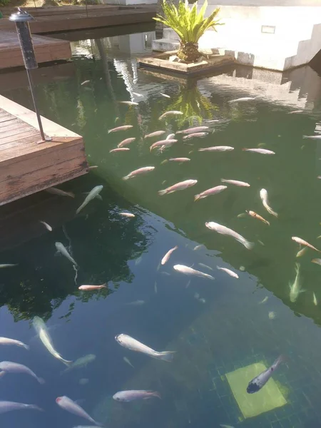 Shoal Reared Japanese Koi Fishes — Fotografia de Stock