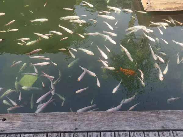 Shoal Reared Japanese Koi Fishes — Stok fotoğraf