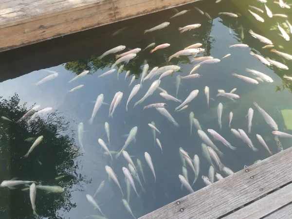 Cardumen Peces Koi Japoneses Criados — Foto de Stock